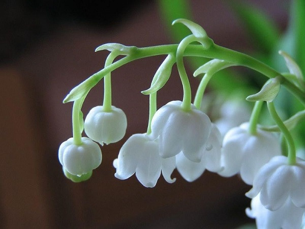 Trong đó, những nhành linh lan nhỏ xíu được cộng đồng mạng chú ý nhất. Loài hoa này nổi tiếng đắt đỏ và bảo quản rất kỳ công. Ảnh: Internet