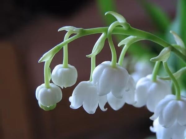 Trong đó, những nhành linh lan nhỏ xíu được cộng đồng mạng chú ý nhất. Loài hoa này nổi tiếng đắt đỏ và bảo quản rất kỳ công. Ảnh: Internet