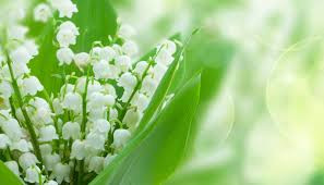 Do phải nhập khẩu nên linh lan về Việt Nam càng đắt đỏ. Một bó hoa cưới linh lan cơ bản, rẻ nhất khoảng 5 triệu đồng gồm 25 cành. Ảnh: Internet