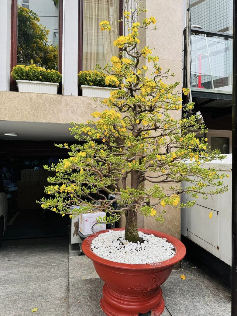 Các loại hoa mang sắc vàng cho không gian nhà thêm rực rỡ. Nguồn ảnh: FBNV