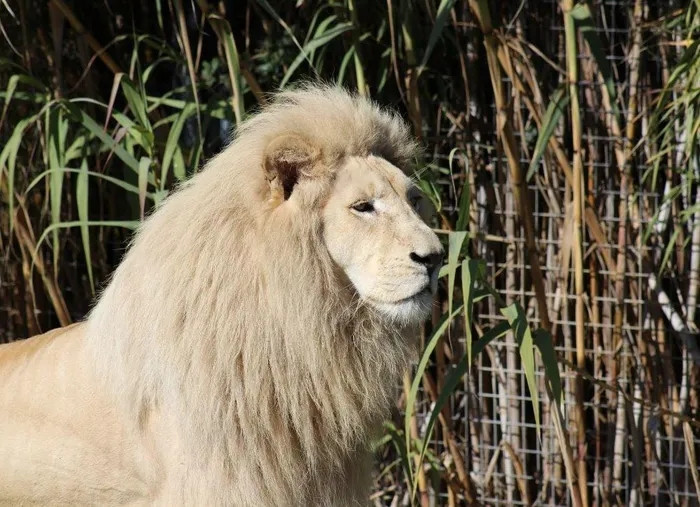 Sư tử trắng là một tình trạng hiếm gặp gây ra màu trắng trên da. Chúng không giống những động vật bị bạch tạng do thiếu sắc tố.