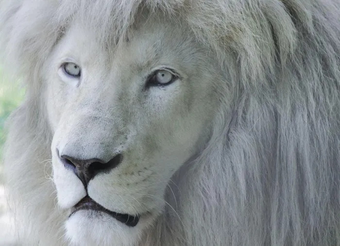 Sư tử trắng có thể trải qua 4 ngày không cần uống nước, nhưng chúng cần phải ăn hàng ngày.