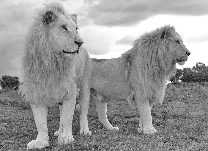 Môi trường sống tự nhiên của một cá thể sư tử trắng khá đa dạng, chúng có thể dạo bước từ thảo nguyên, đến rừng Xa-van hay sa mạc. Chúng là động vật đặc hữu của miền nam Châu Phi và hiện đang được bảo vệ của chính phủ tại công viên Trung tâm Kruger, Nam Phi.