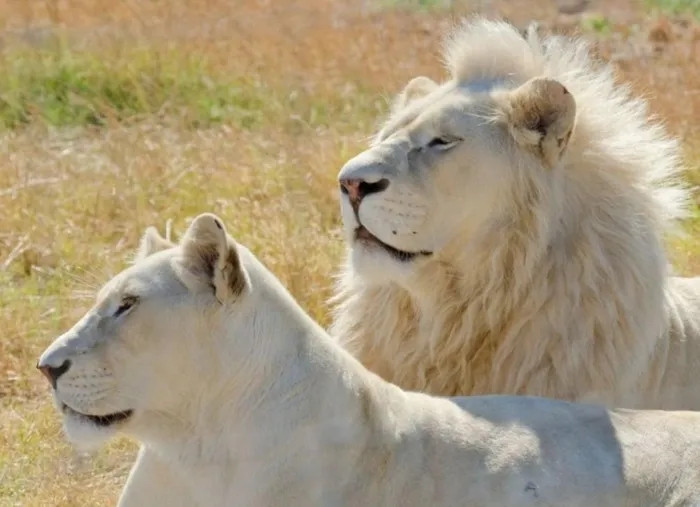 Tuổi thọ của sư tử trắng khi sống trong tự nhiên là từ 7-10 năm, còn trong điều kiện nuôi nhốt chúng có thể sống hơn 15 năm. Trong tự nhiên, sư tử trắng đực hiếm khi sống được hơn 10 năm, bởi những trận chiến giữa những con sử tử đực với nhau.