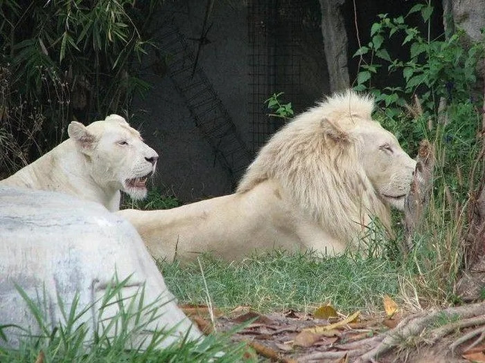 Sư tử trắng cũng là một trong những tay 'thợ săn' khét tiếng trong tự nhiên. Trong cuộc đi săn, sư tử trắng sẽ thay nhau cắn và kìm kẹp con mồi, cùng lúc đó, sẽ có con giữ nhiệm vụ cắn cổ và khóa mõm của con mồi, khiến chúng bị ngạt thở.