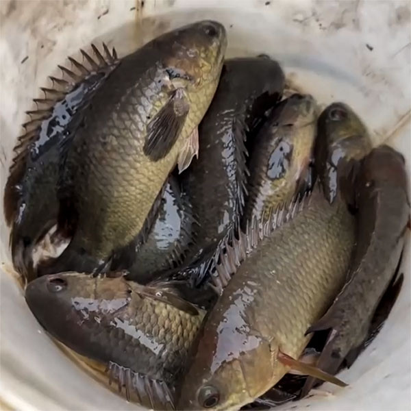Ngày nay, cá rô đồng trong tự nhiên hiếm hơn trước, muốn mua phải đặt trước vài tuần mới có. Ảnh: Facebook