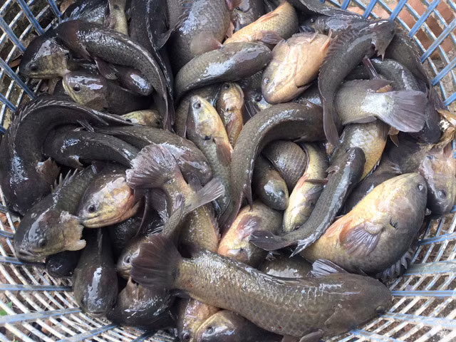 Trên thị trường, cá rô đồng có giá từ 100.000 - 150.000 đồng/kg, tùy thời điểm. Cá rô nuôi giá thấp hơn, từ 50.000 - 60.000 đồng mỗi kilogram. Ảnh: Vietnamnet