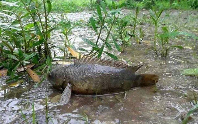 Cá rô có vây ngực khỏe. Mang của chúng cũng phát triển để thuận lợi để thuận lợi cho việc hô hấp trên cạn. Ảnh: Dân Việt