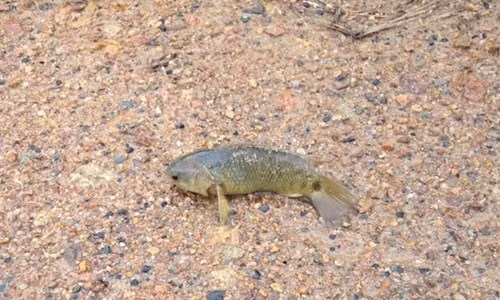 Bat mi loai ca co the di bo thanh dac san “chay hang“