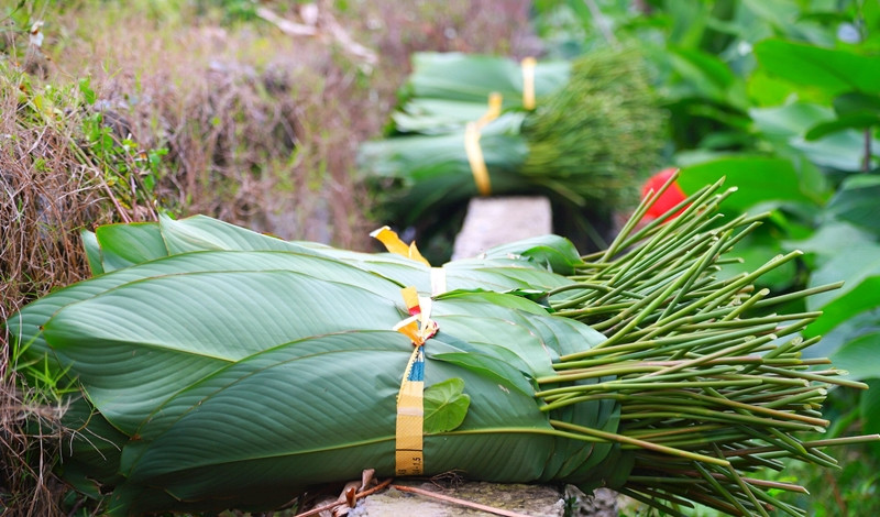 Mỗi sào lá dong, các hộ gia đình ước tính thu khoảng 30 triệu đồng. Ảnh: Daidoanket