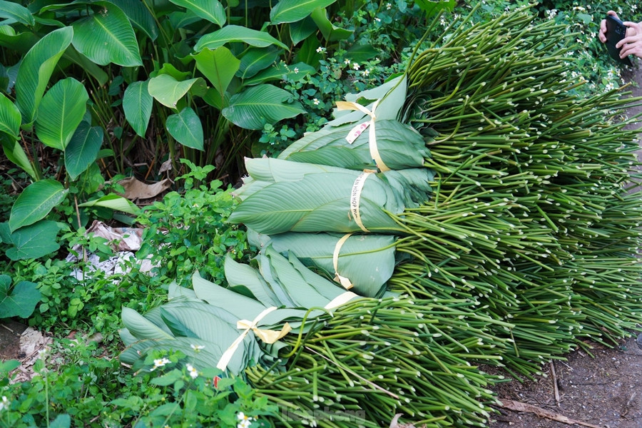 Lá dong nếp có bầu lá rộng, tròn, mỏng nhưng dai, mặt dưới có màu xanh non. Lá dong này gói bánh sẽ xanh và ngon hơn. Ảnh: Tiền phong