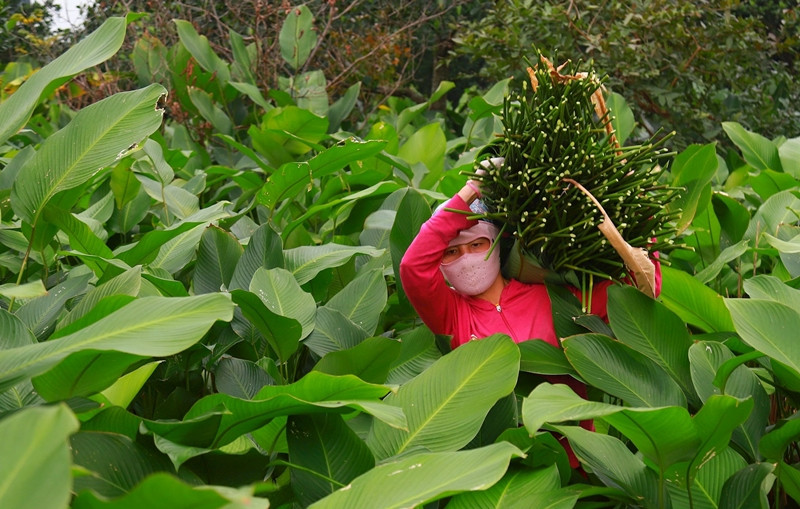 Tuy nhiên, gần Tết giá có thể tăng lên. Ảnh: Daidoanket