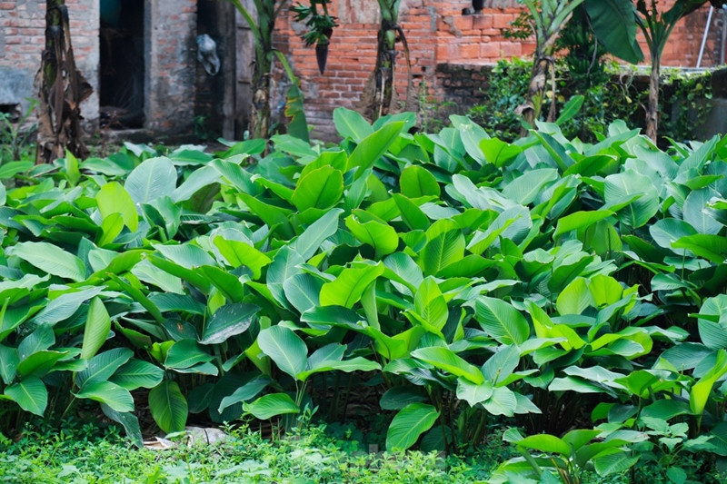 Cây dong khá dễ trồng, một năm có khoảng 3 - 4 lần cắt bán. Lá dong có thể bán quanh năm, chủ yếu phục vụ nhà hàng, không phải bán lẻ. Ảnh: Tiền phong