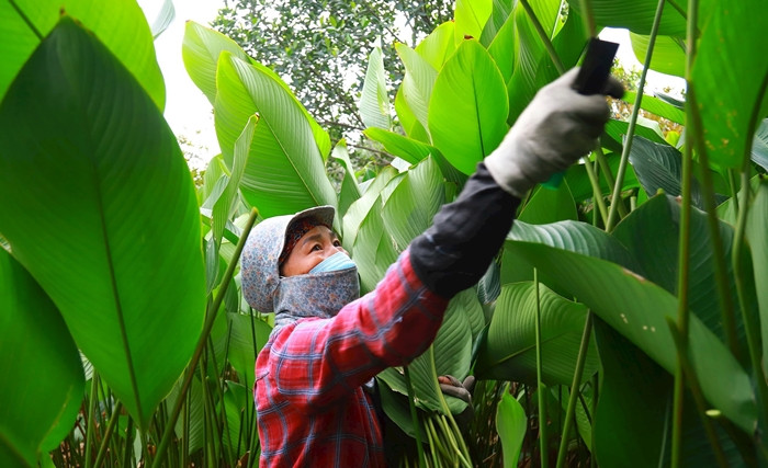 Trước Tết Nguyên đán khoảng 3 tuần, người dân nơi đây lại tất bật thu hoạch lá dong phục vụ nhu cầu gói bánh chưng của người dân. Ảnh: Daidoanket