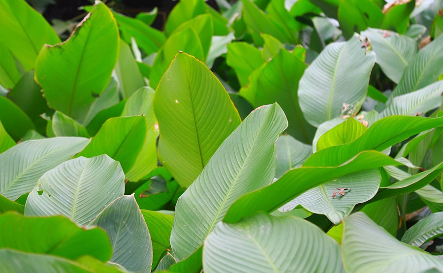 Theo người dân địa phương, làng Tràng Cát chỉ trồng và thu hoạch lá dong nếp. Ảnh: Daidoanket