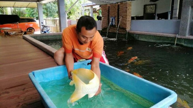 Theo Khaosod, Mohd Zulkifli Husin (46 tuổi, đến từ Kampung Gong Pauh, Terengganu, Malaysia) có niềm đam mê đặc biệt với cá Koi. Mohd Zulkifli Husin luôn để ý đến những loài cá Koi nổi tiếng và đắt tiền. Ảnh: Weirdkaya