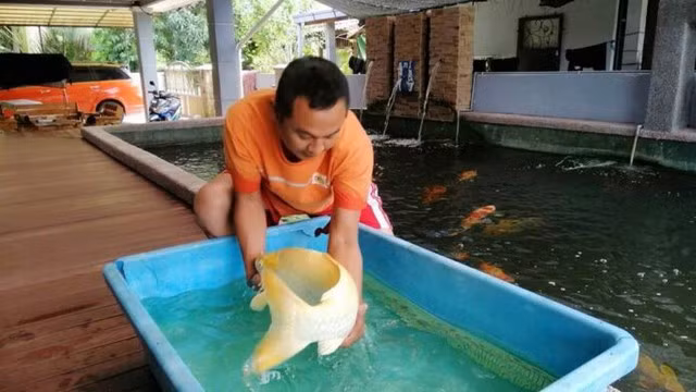 Theo Khaosod, Mohd Zulkifli Husin (46 tuổi, đến từ Kampung Gong Pauh, Terengganu, Malaysia) có niềm đam mê đặc biệt với cá Koi. Mohd Zulkifli Husin luôn để ý đến những loài cá Koi nổi tiếng và đắt tiền. Ảnh: Weirdkaya