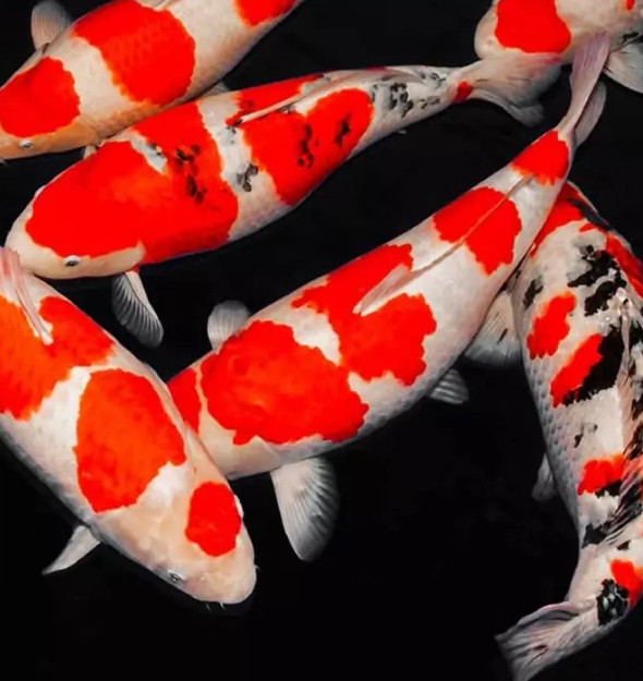 Kohaku là một trong những giống cá Koi tốt nhất hiện có. Nó nổi tiếng với việc liên tục giành chiến thắng trong các cuộc thi cá Koi quốc tế. Ảnh: Weirdkaya