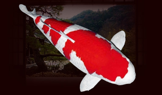 Vẻ đẹp của Kohaku được đánh giá dựa vào sự tinh khiết của màu trắng, và độ sắc nét, độ sâu của màu đỏ trên cơ thể cá. Ảnh: OnKoi