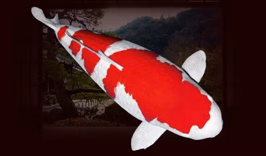 Vẻ đẹp của Kohaku được đánh giá dựa vào sự tinh khiết của màu trắng, và độ sắc nét, độ sâu của màu đỏ trên cơ thể cá. Ảnh: OnKoi