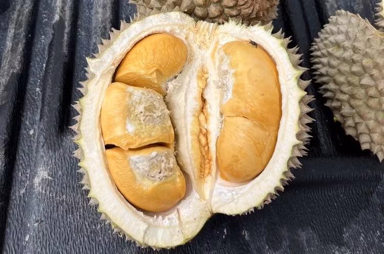 Black Thorn (hay còn gọi sầu riêng gai đen) là giống sầu riêng nổi tiếng của Malaysia. Hiện loại sầu riêng này đã được trồng ở miền Tây nước ta. Ảnh: Kim Nông Goldstar