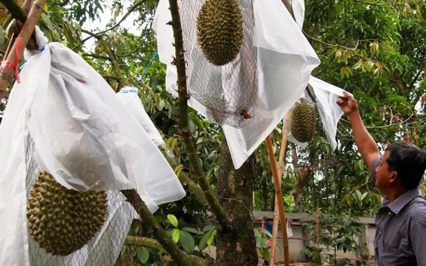 Bình thường, sầu riêng Kanyao trồng tại Nonthaburi (Thái Lan) có giá dao động từ khoảng 380 USD - 530 USD/quả (9-12,5 triệu đồng/quả). Ảnh: Specialty Produ