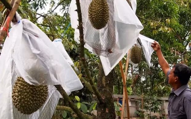 Bình thường, sầu riêng Kanyao trồng tại Nonthaburi (Thái Lan) có giá dao động từ khoảng 380 USD - 530 USD/quả (9-12,5 triệu đồng/quả). Ảnh: Specialty Produ