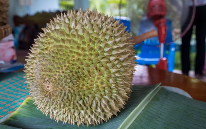 Trong một phiên đấu giá ở Malaysia hồi cuối năm 2023, trái sầu riêng Black Thorn được bán với giá 15.000 RM (hơn 77 triệu đồng). Ảnh: The Star