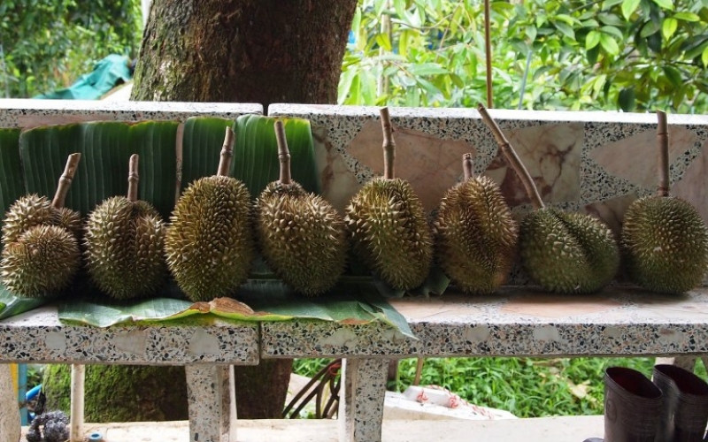 Bất chấp mức giá cao ngất ngưởng, nhu cầu đối với sầu riêng Kanyao vẫn rất lớn, nguồn cung không thể theo kịp. Ảnh: Stratetimes