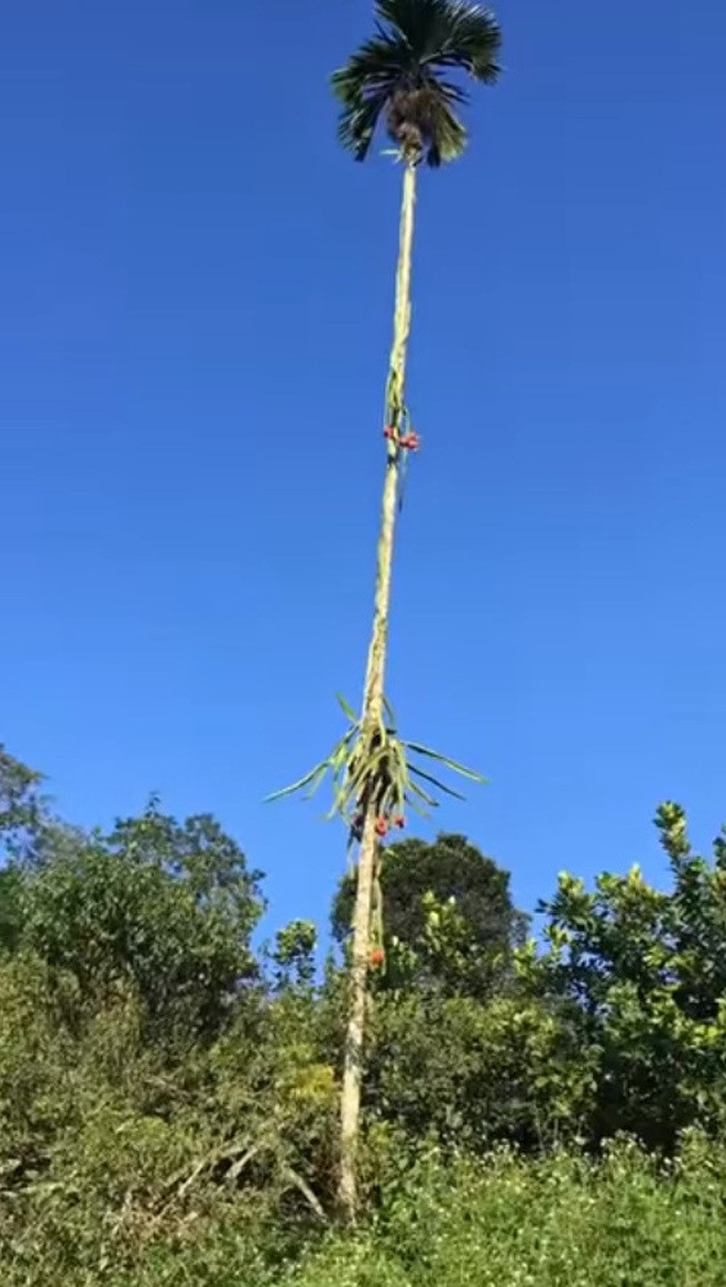 Có cây thanh long bám vào ngọn cây cau rồi nằm vắt vẻo tít trên cao khiến chủ nhân chỉ biết đứng ngắm từ xa. Ảnh: Facebook