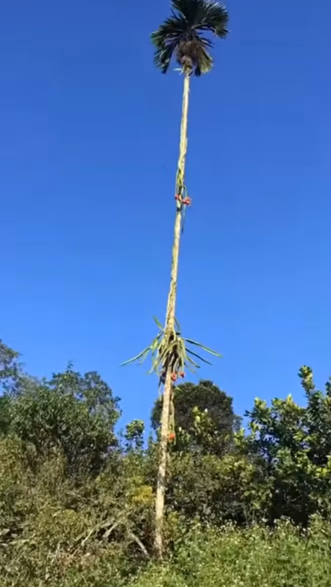 Có cây thanh long bám vào ngọn cây cau rồi nằm vắt vẻo tít trên cao khiến chủ nhân chỉ biết đứng ngắm từ xa. Ảnh: Facebook