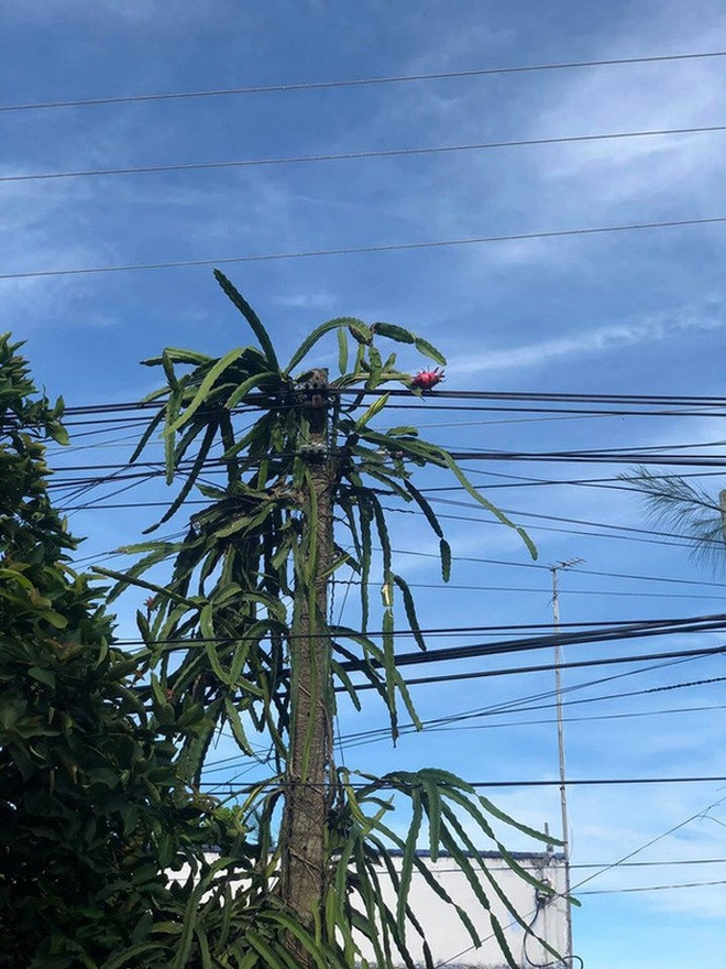 Thêm một cây thanh long mọc vượt cột điện khiến gia chủ chỉ biết lắc đầu. Ảnh: Facebook