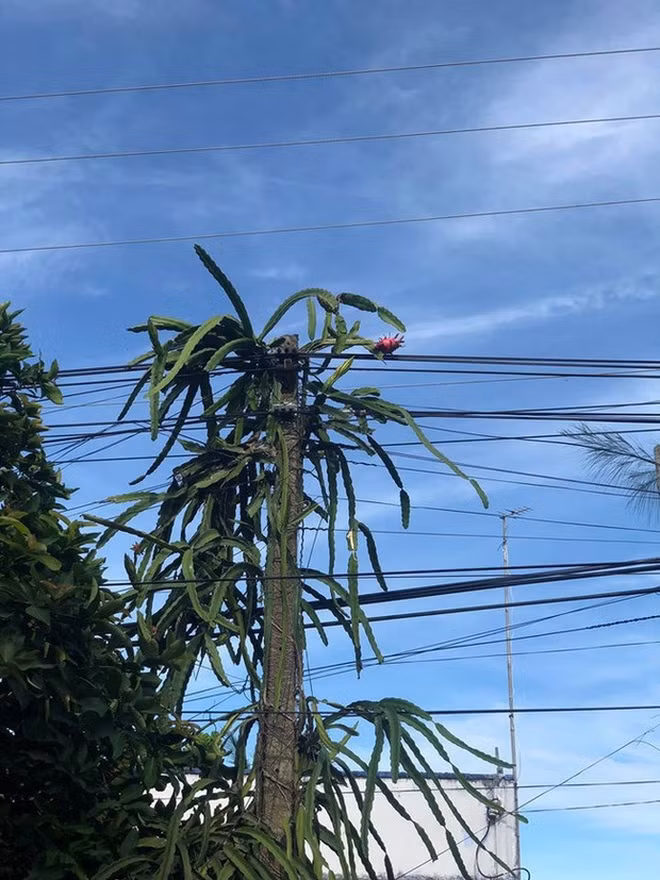 Thêm một cây thanh long mọc vượt cột điện khiến gia chủ chỉ biết lắc đầu. Ảnh: Facebook