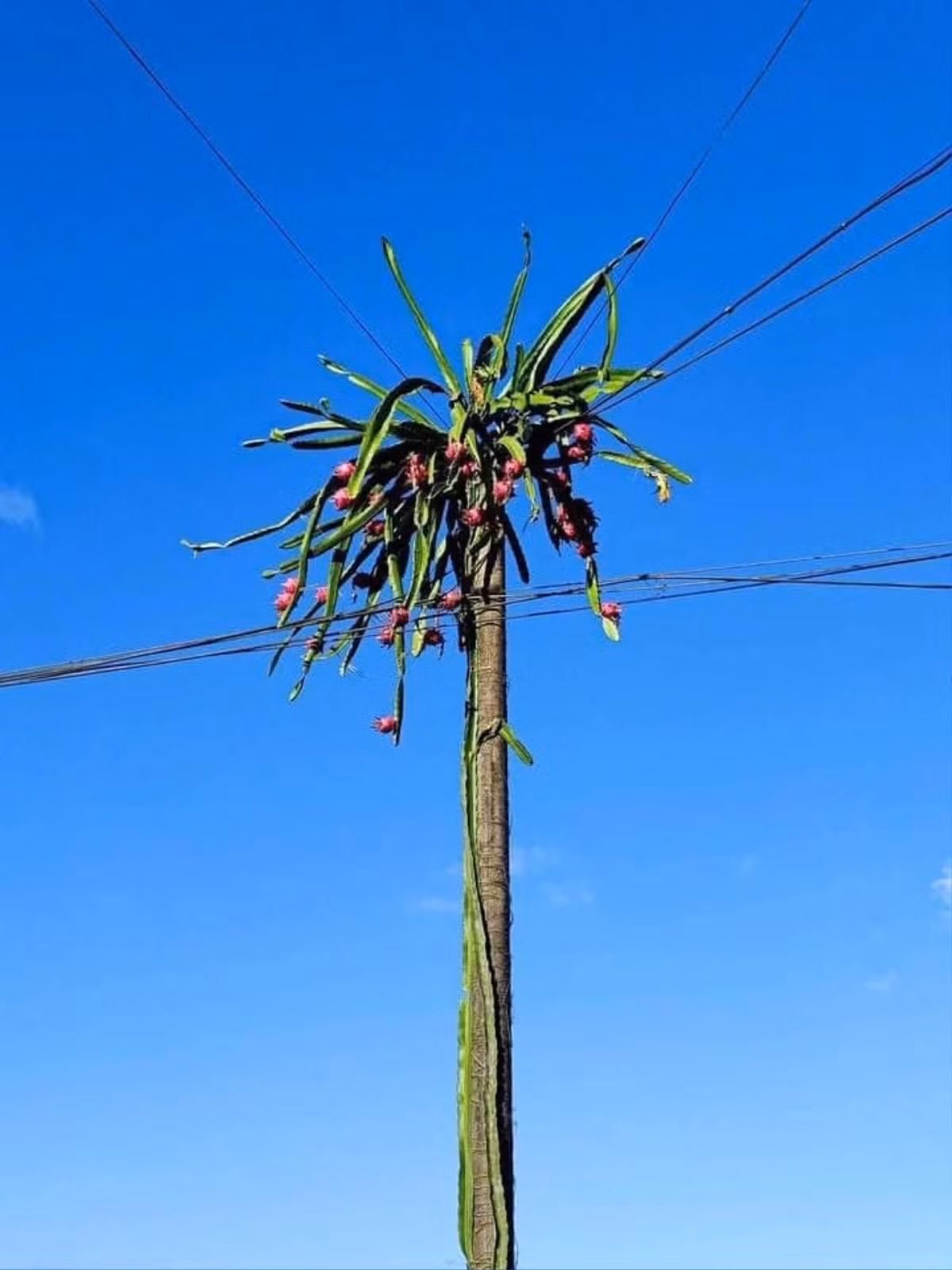 Cây thanh long cho rất nhiều quả chín, mọc xum xuê ở các cành nhưng hái được không phải chuyện dễ. Ảnh: Saostar