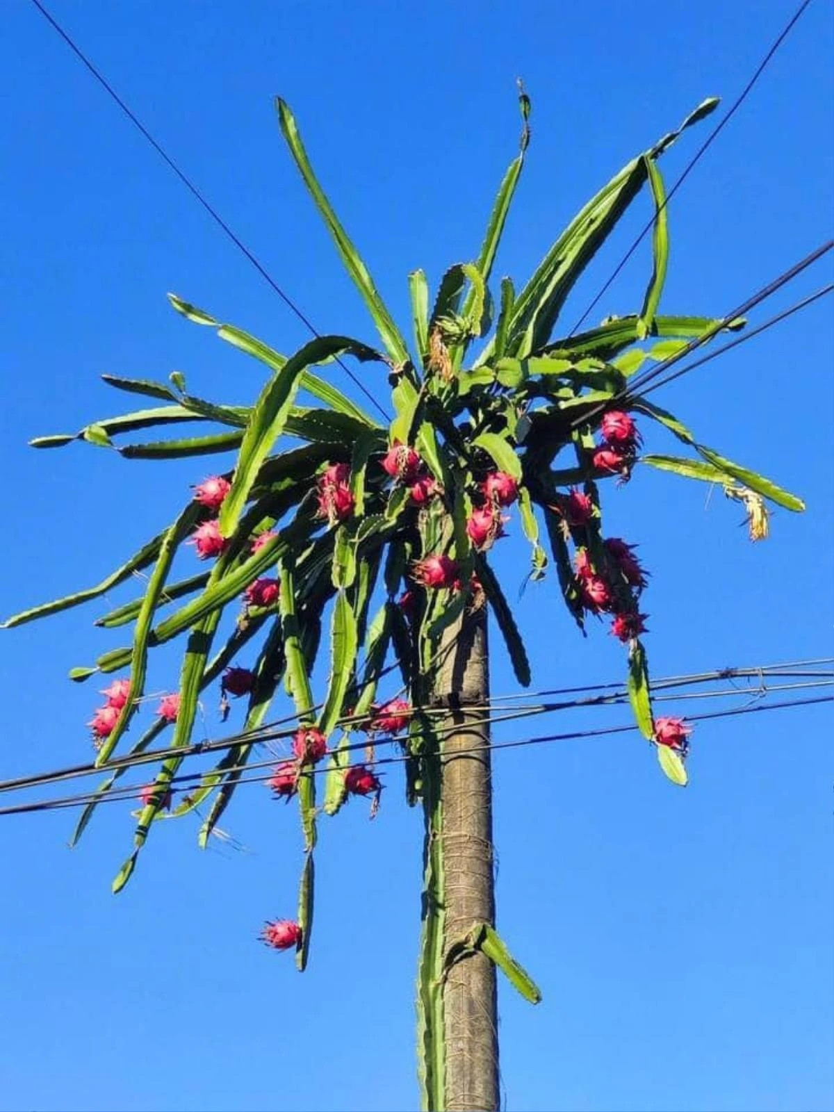 Khi lớn lên, toàn bộ quả đã nằm cheo leo trên cây cột điện. Ảnh: Saostar