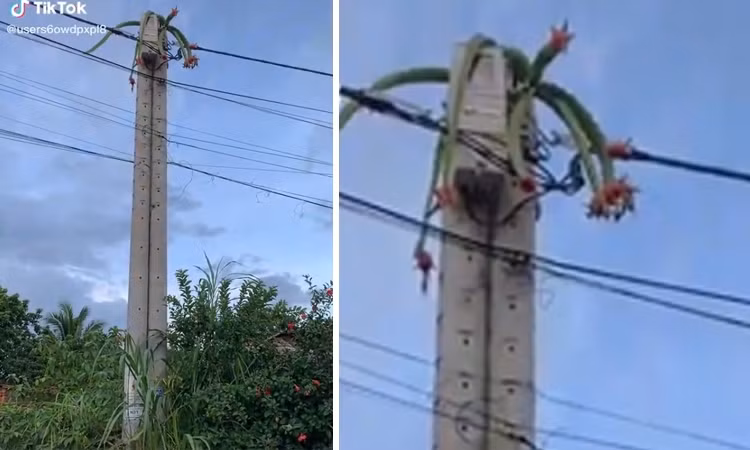 Thật trái ngang khi cây thanh long mọc trên đỉnh cột điện. Ảnh: Tiktok