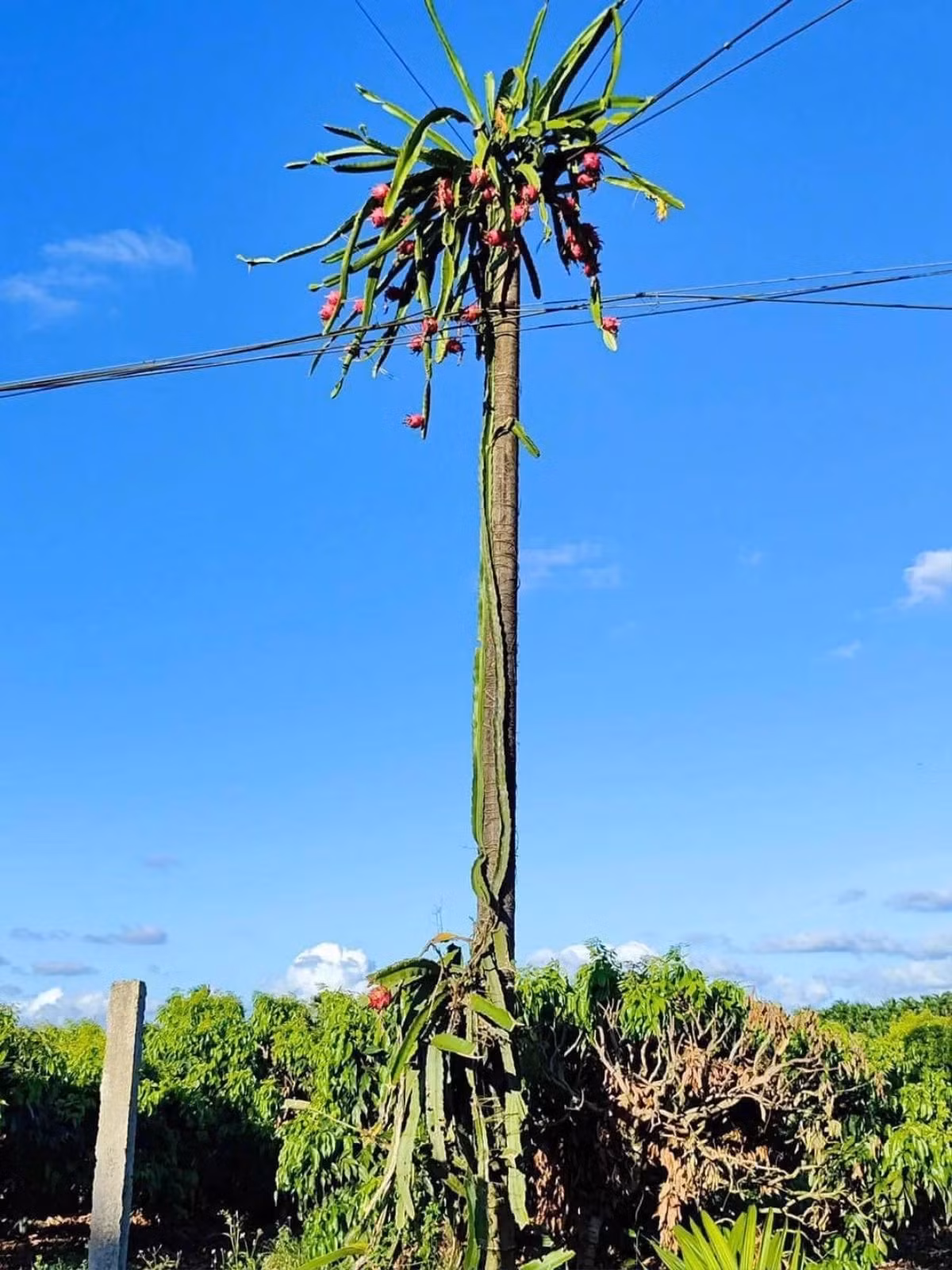 Hóa ra, cây thanh long được gia chủ trồng dưới gốc cây cột điện. Theo thời gian, cây thanh long lớn dần, leo lên cây cột điện. Ảnh: Saostar