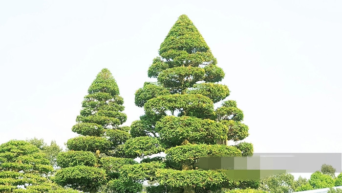 Cặp cây me kiểng có tuổi đời hơn 150 năm, được sửa theo dáng hình thông, ở dưới gốc to và nhỏ dần về phía ngọn. Toàn bộ các chi của cặp me này điều được sửa “sơn thủy”. Ảnh: Dân Việt