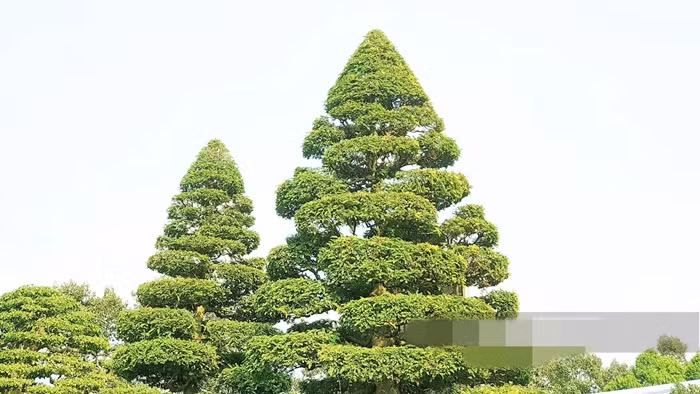 Cặp cây me kiểng có tuổi đời hơn 150 năm, được sửa theo dáng hình thông, ở dưới gốc to và nhỏ dần về phía ngọn. Toàn bộ các chi của cặp me này điều được sửa “sơn thủy”. Ảnh: Dân Việt