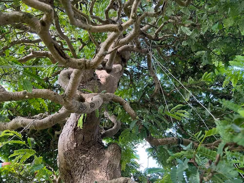 Cây cao khoảng 6m, đường kính tán cây 3,5m, hoành gốc 1,4m. Ảnh: Vietnamnet