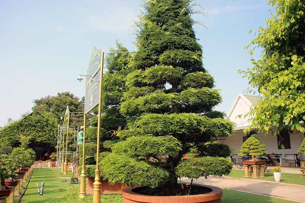 Anh Lộc cho biết, có nhiều người đến hỏi mua cặp me, với giá 10 tỷ đồng nhưng anh không bán mà để dành trưng bày trong khuôn viên nhà. Ảnh: Vietnamnet