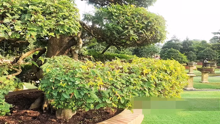 Trên thân cây me, mỗi một nhánh nhỏ có 3 chi, trong đó một nhánh đi lên, một nhánh đi xuống. Ảnh: Dân Việt