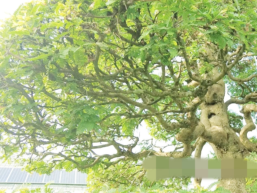 Cận cảnh một nhánh nhỏ của cây me. Ảnh: Dân Việt