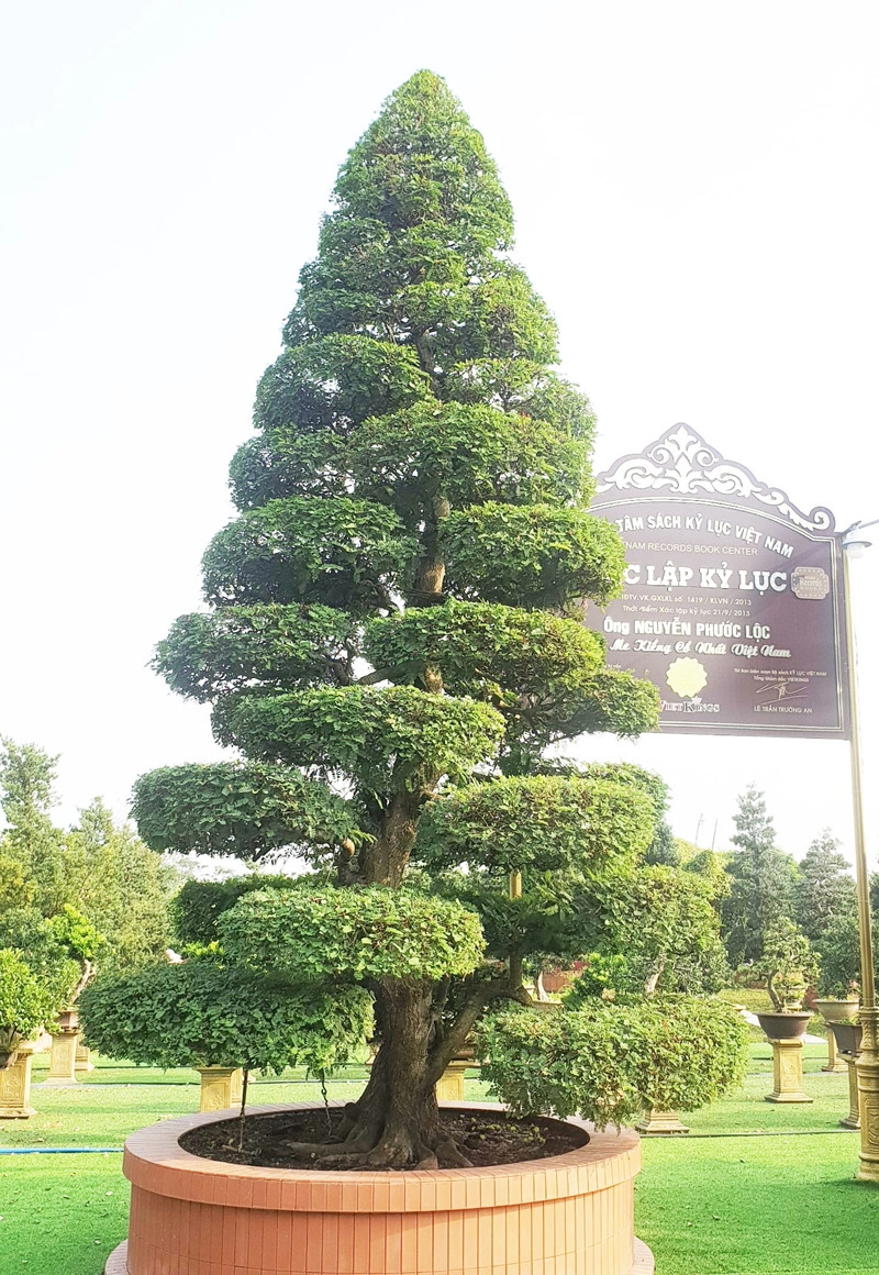 Năm 2013, cặp me của anh Lộc đã được Trung tâm sách kỷ lục Việt Nam xác lập kỷ lục "Cặp me kiểng cổ nhất Việt Nam". Ảnh: Dân Việt