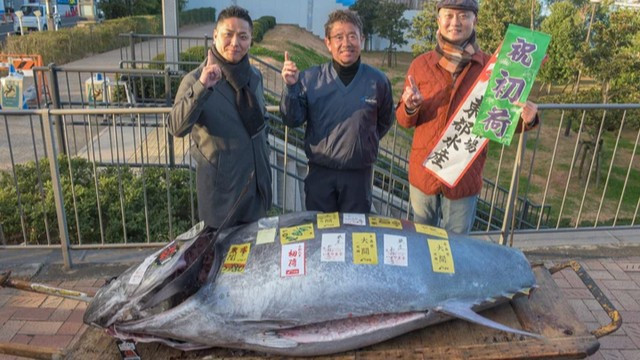 Con cá ngừ vây xanh này nặng 238 kg và được đánh bắt ở ngoài khơi bờ biển Oma, tỉnh Aomori, thuộc đông bắc Nhật Bản. Ảnh: Yuz