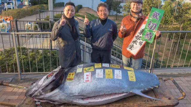 Con cá ngừ vây xanh này nặng 238 kg và được đánh bắt ở ngoài khơi bờ biển Oma, tỉnh Aomori, thuộc đông bắc Nhật Bản. Ảnh: Yuz