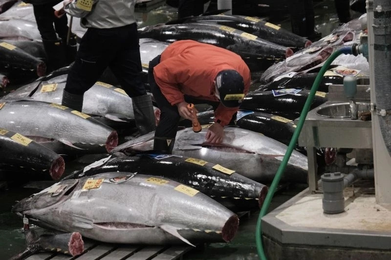 Thịt con cá ngừ tương đương 19,2 tỷ đồng sẽ được Yamayuki và Sushi Ginza Onodera bán tại các cửa hàng thực phẩm của họ ở Tokyo. Ảnh: Bloomberg.