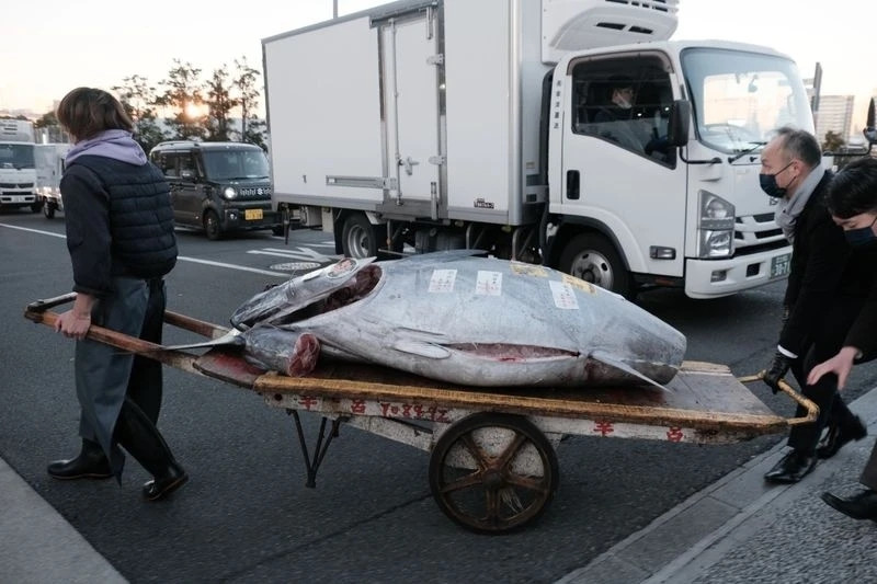 Nhân viên kéo xe chở con cá ngừ đắt nhất được bán tại phiên đấu giá đầu tiên năm nay bên ngoài chợ Toyosu (Tokyo, Nhật Bản). Ảnh: Bloomberg
