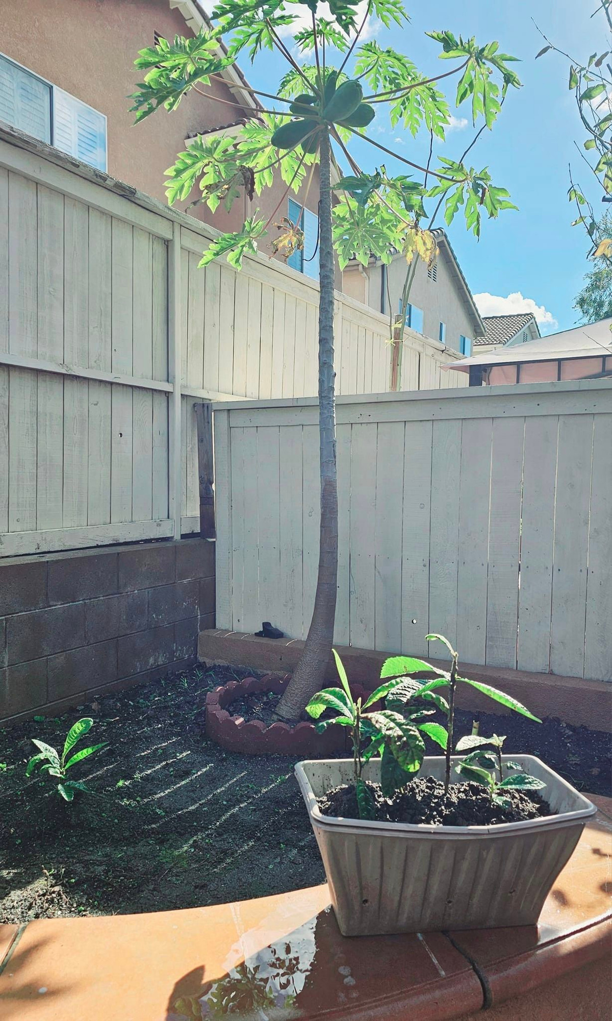 Cây đu đủ nhỏ nhưng cho khá nhiều trái.