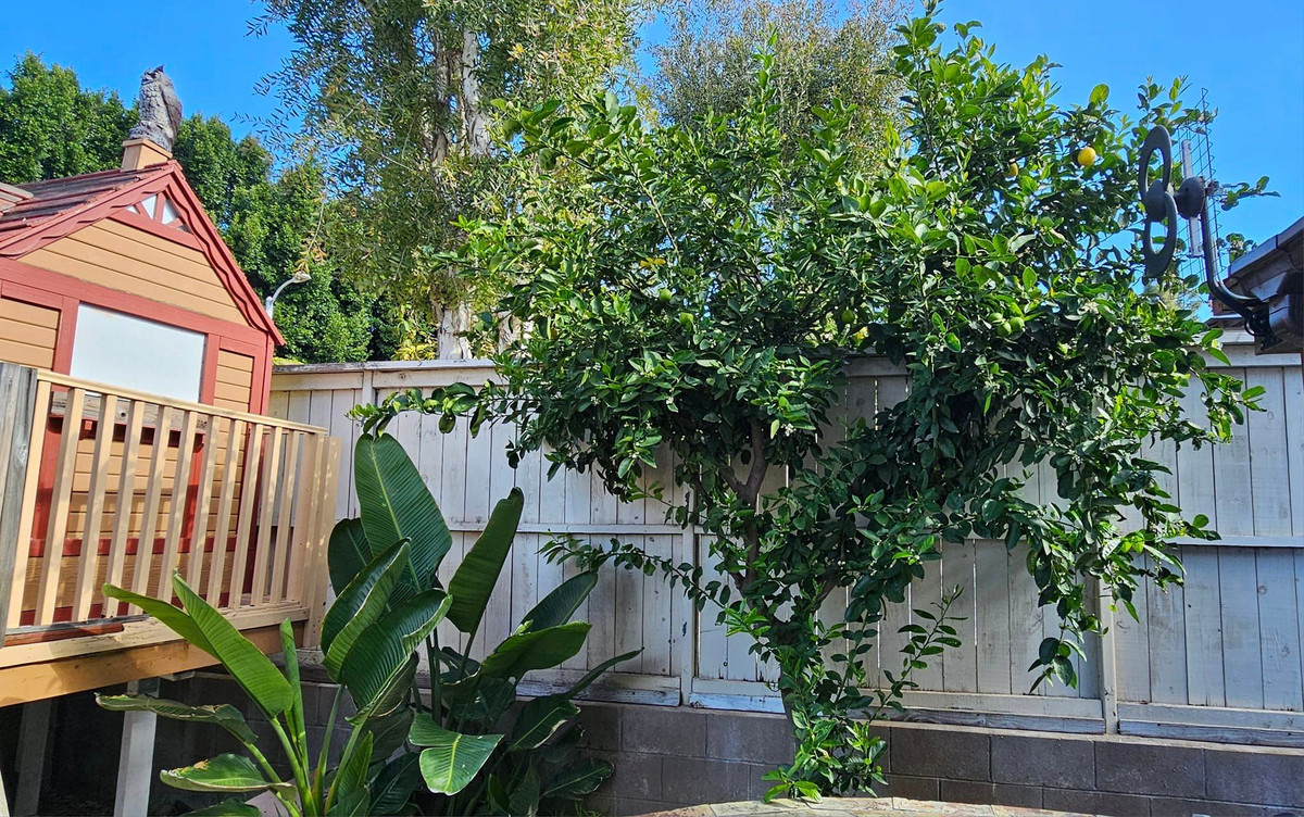 Góc nào trong vườn cũng xanh mướt.